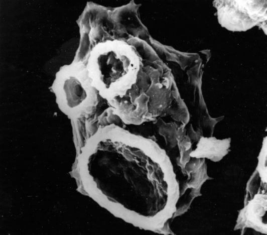 11058069_10153088464049019_5171407480201669749_n